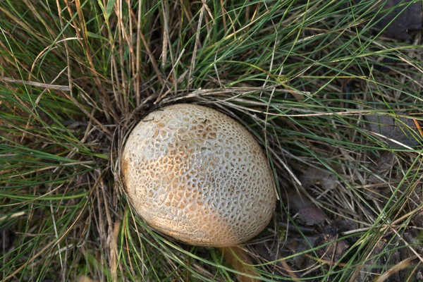 Scleroderma Citrinum Gemeiner Regenballpilz Gras Großaufnahme — Stockfoto