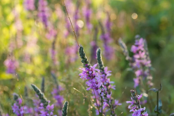 Lythrum Salicaria Purple Loosestrife Flowers Meadow Macro Selective Focus — Stock Photo, Image