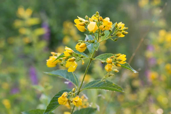 Lysimachia Vulgaris Yellow Loosestrife Flowers Garden Macro Selective Focus — стоковое фото