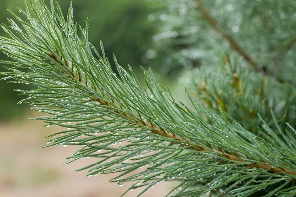 Water Drops Pine Tree Needles Closeup Selective Focus — Stock Photo, Image