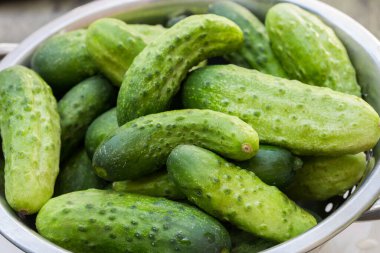 süzgeçte taze küçük salatalıklar yakın plan seçici odak