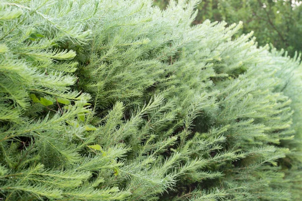 Larch Green Hedge Closeup Selektif Focus — Stok Foto