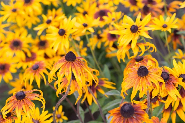 Rudbeckia Fleurs Orange Dans Jardin Gros Plan Foyer Sélectif — Photo