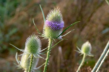 Dipsacus fullonum, bahçedeki çay çiçeği seçici odak noktası