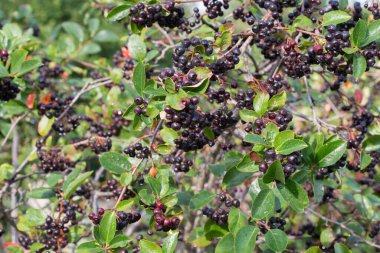 Aronia melanocarpa, siyah böğürtlen, yakın planda.