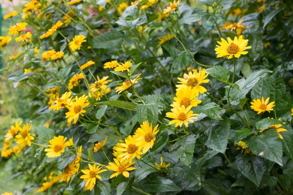 Alcachofra Jerusalém Helianthus Tuberosus Chamado Girassol Sunchoke Flores Amarelas Maçã — Fotografia de Stock
