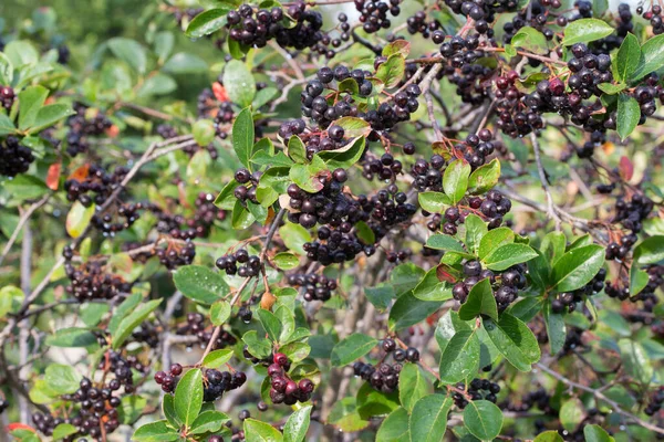 Aronia Melanocarpa Fructe Padure Chokeberry Negre Ramura Închidere — Fotografie, imagine de stoc