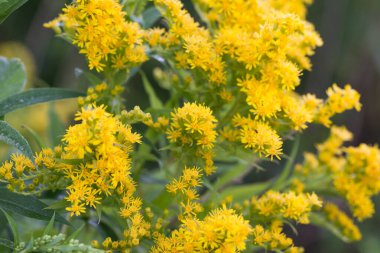 Solidago canadensis Kanada çayırda sarı çiçekler seçici odak noktası