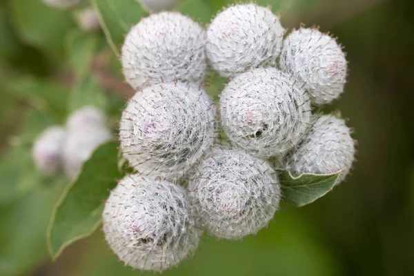 Arctium 牧草地のゴボウの花を閉じる選択的な焦点 — ストック写真