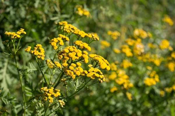 Tansy Tanacetum Vulgare Goldene Bittere Knöpfe Gelbe Blüten Wiesennahaufnahme Selektiver — Stockfoto