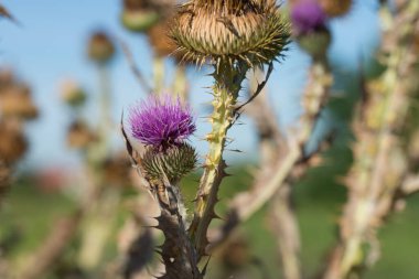 Onopordum acanthium, pamuk devedikeni çiçekleri güneşli bir günde kapalı seçici odaklanma