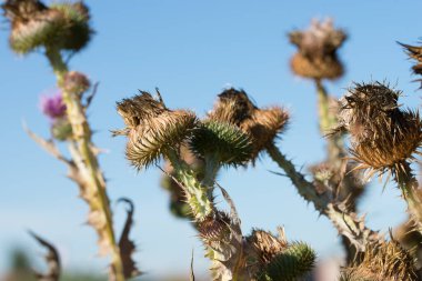 Onopordum acanthium, pamuk devedikeni çiçekleri güneşli bir günde kapalı seçici odaklanma