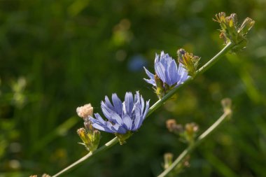 Meadow makro seçici odak içinde yaygın hindiba mavi çiçekleri