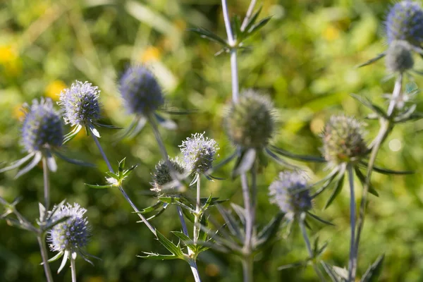 Eryngium Planum Eryngo Azul Flores Planas Acebo Mar Primer Plano — Foto de Stock