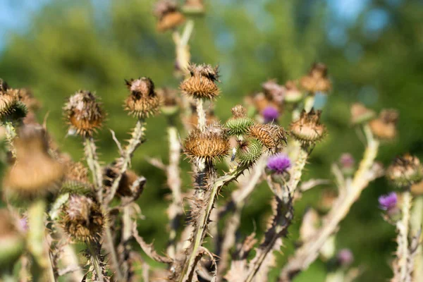 Onopordum Acanto Flores Cardo Algodón Primer Plano Día Soleado Enfoque — Foto de Stock