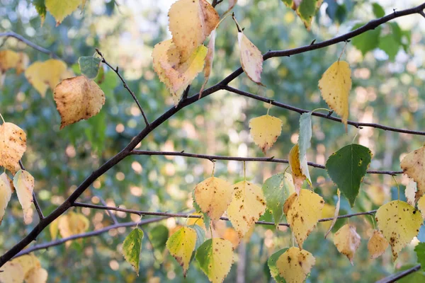 Hojas Abedul Amarillo Ramita Enfoque Selectivo Primer Plano Día Verano — Foto de Stock