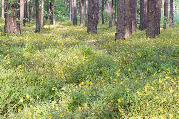 Melampyrum Pratense Çam Ormanlarında Yaygın Buğday Sarı Çiçekler Seçici Odak — Stok fotoğraf