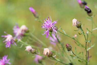 Sirum arvense, tarla çalısı menekşe çiçekleri çayır makro seçici odak