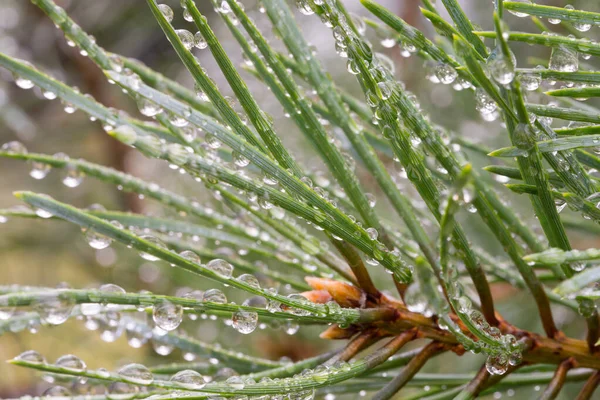 Tetes Air Pada Pinus Pohon Jarum Dekat Selektif Fokus — Stok Foto