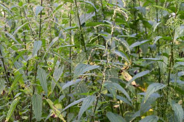 Urtica dioica, çayır üzerindeki yaygın ısırgan otu çiçekleri yakın plan seçici odak