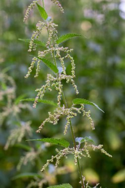 Urtica dioica, çayır üzerindeki yaygın ısırgan otu çiçekleri yakın plan seçici odak