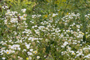 Erigeron Annuus, bitli doğu papatya çiçeği çayır makro seçici odak noktasında.