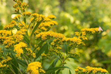 Solidago canadensis Kanada çayırda sarı çiçekler seçici odak noktası