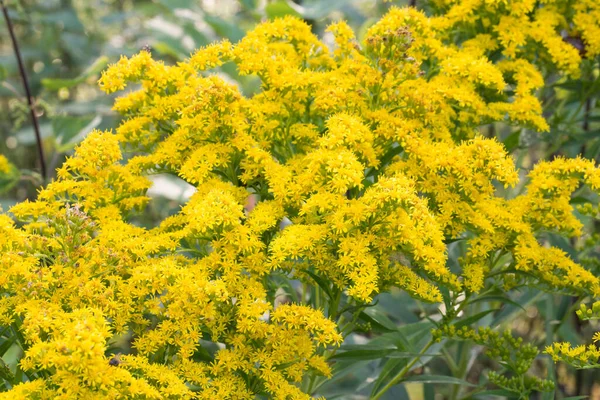 Solidago Canadensis Kanada Goldenrod Żółte Kwiaty Łące Makroselektywne Ostrości — Zdjęcie stockowe