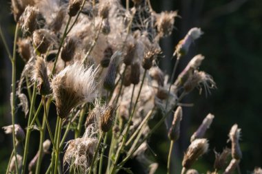 Çayırda kabarık kabarık şişkinlik yakın plan seçici odak noktası