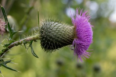 Cirsium vulgare, bahçe makrosu seçici odak noktasındaki mızrak devedikeni çiçeği.