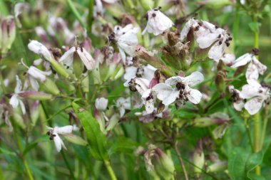 Saponaria officinalis, yaygın sabun otu, çimenlikteki beyaz bahisler yakın plan seçici odak noktası