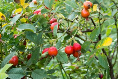 Kırmızı yaban gülü meyveleri yakın çekim seçici odak noktası