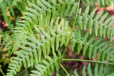 Pteridium aquilinum, fren, yaygın brakken, kartal eğreltiotu yeşil yaprakları yakın çekim odağı