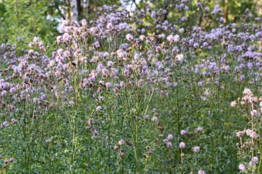 Sirum arvense, tarla devedikeni kabarık çiçekler çayırda yakın plan seçici odak