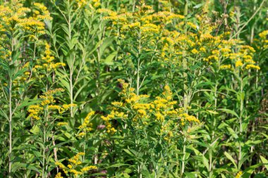 Solidago canadensis Kanada çayırda sarı çiçekler seçici odak noktası