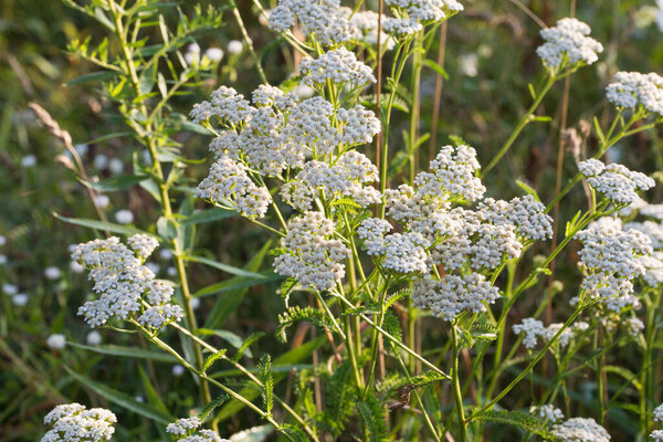 Achillea millefolium,  common yarrowwhite flowers in meadow macro selective focus