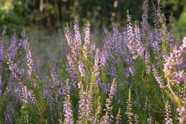 Yaz ormanlarında çalı çiçekleri kapanıyor.