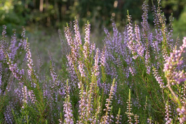 Yaz ormanlarında çalı çiçekleri kapanıyor.