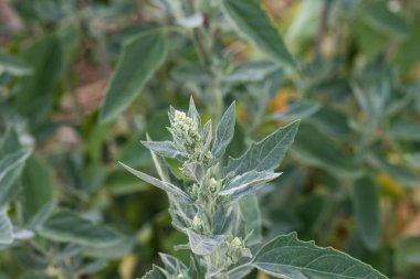 Chenopodium albümü, melde, Goosefoot çiçekleri yakın plan seçici odak