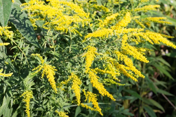 Цветки Даго Канаде Золотисто Желтые — стоковое фото