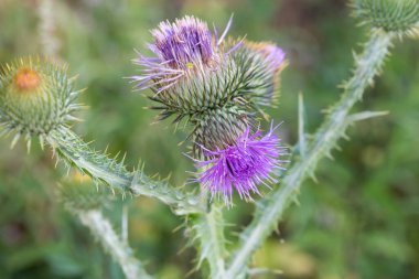 Cirsium arvense, çayırdaki devedikeni çiçeği seçici odak noktası.