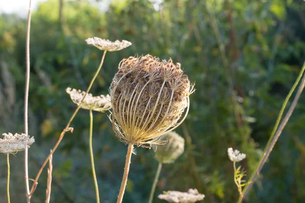 Daucus Carota Carota Selvatica Nido Uccello Pizzo Del Vescovo Fiori — Foto Stock