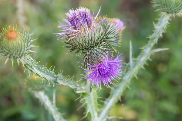 Cirsium Arvense Flor Cardo Campo Prado Macro Enfoque Selectivo — Foto de Stock