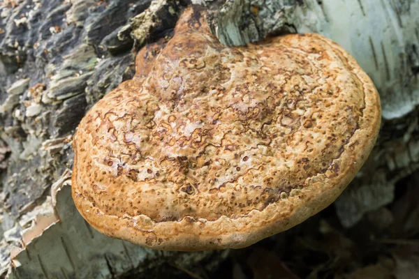 Polypore Pilz Auf Baumstamm Nahaufnahme — Stockfoto