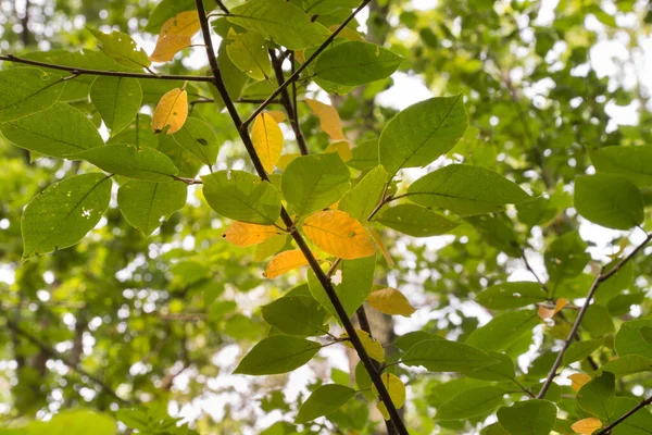 Prunus Padus Madár Cseresznye Zöld Sárga Levelek Ágakon — Stock Fotó