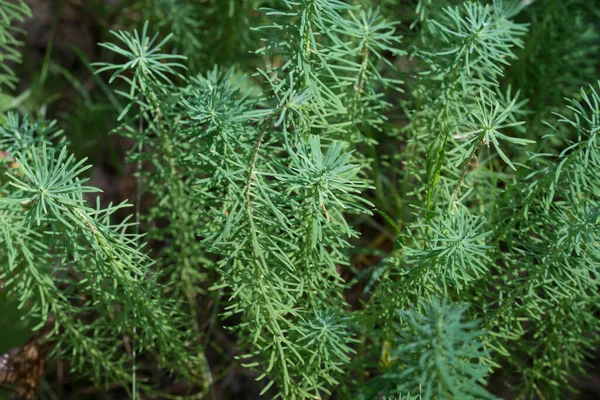 Euphorbia Cyparissias Cypress Plake Зелене Листя Крупним Планом Селективний Фокус — стокове фото