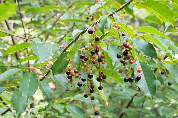 Vilda Prunus Padus Bär Kvisten Närbild Selektivt Fokus — Stockfoto