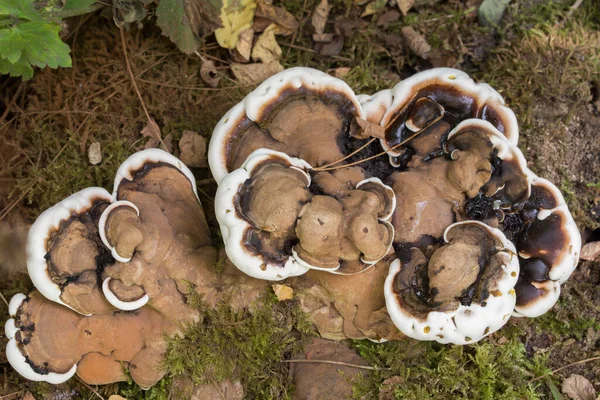 Braun Ganoderma Adspersum Pilz Nahaufnahme Selektiver Fokus — Stockfoto