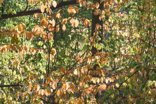 Orangenblätter Zweigen Wald Sonnigen Tagen — Stockfoto