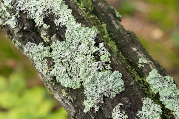 Hypogymnia Physodes Flechten Auf Baumzweig Makro — Stockfoto